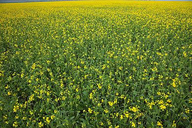 《DOTA2》赛事解说离世 从小被霸凌得了抑郁症